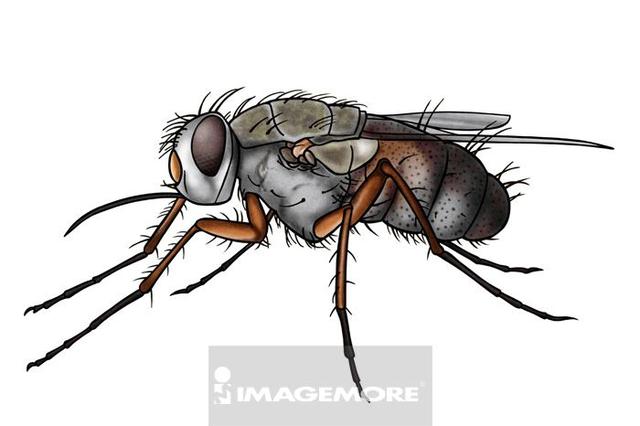 世界上最厉害的昆虫（世界昆虫最强排行前十榜单分享）