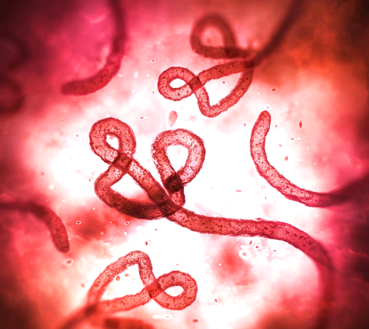 拉曼拉病毒图片