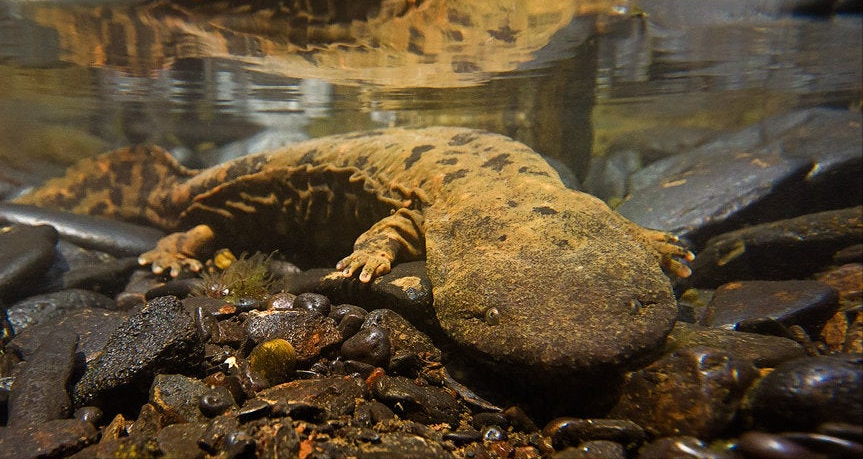 娃娃鱼之灾:野生大鲵减少8成,人为放生却成"丧命钟"?