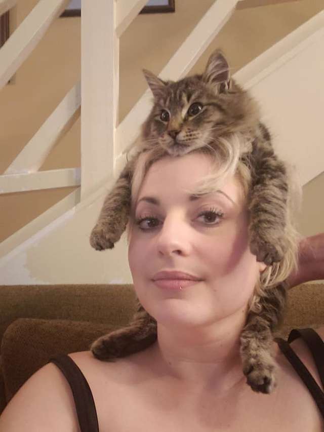 帽子里的猫(这是一只用生命在扮演帽子的猫咪，有时还会当项链)