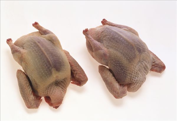 孕妇吃鸽子肉对胎儿有什么好处「孕妇能吃鸽子肉吗」-友友