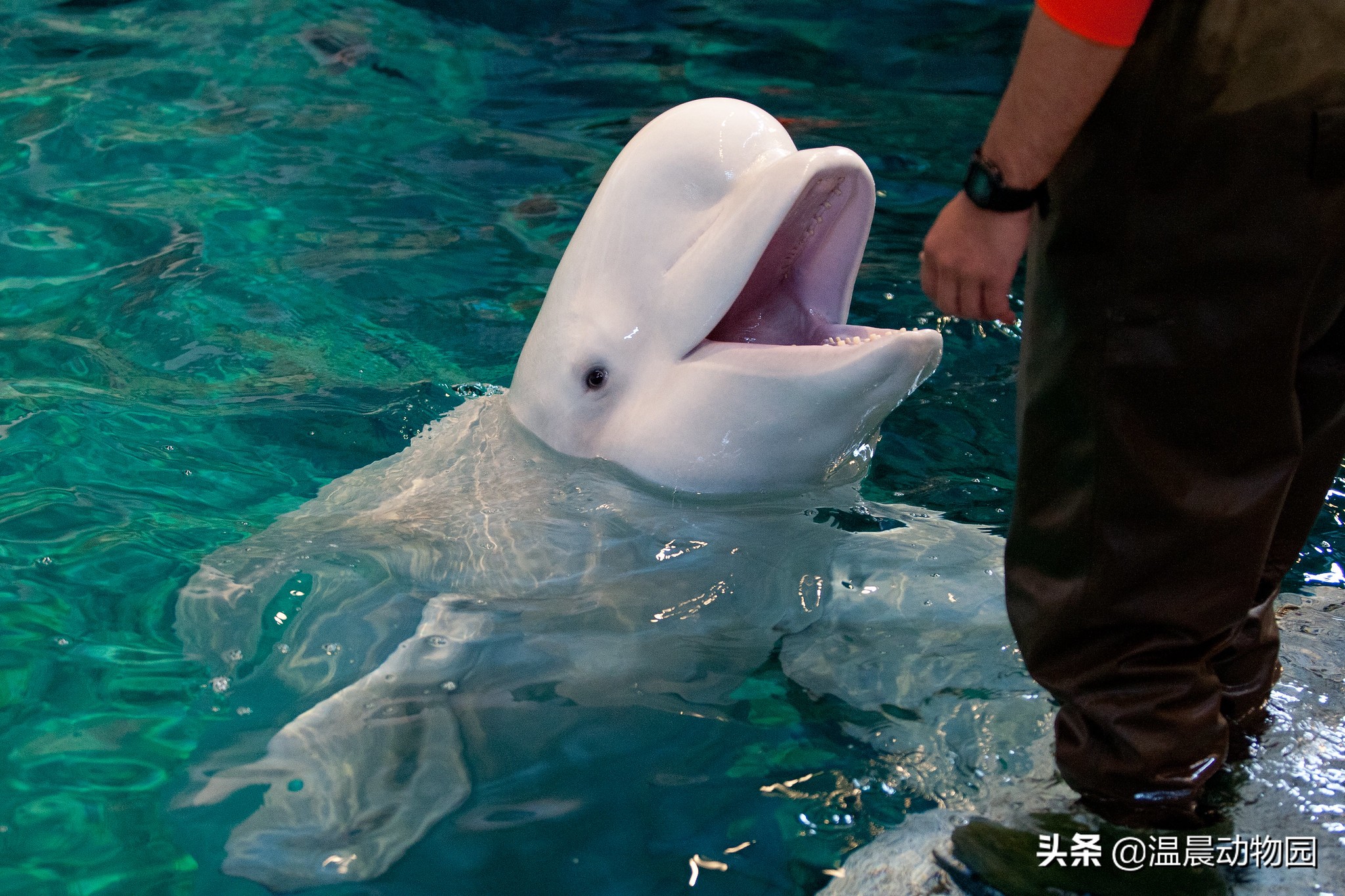 白鲸:海洋哺乳动物中与众不同的存在,还会区别对待成年人和小孩