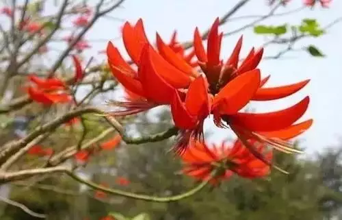 广州市市花是什么（全国56个城市的市花介绍）