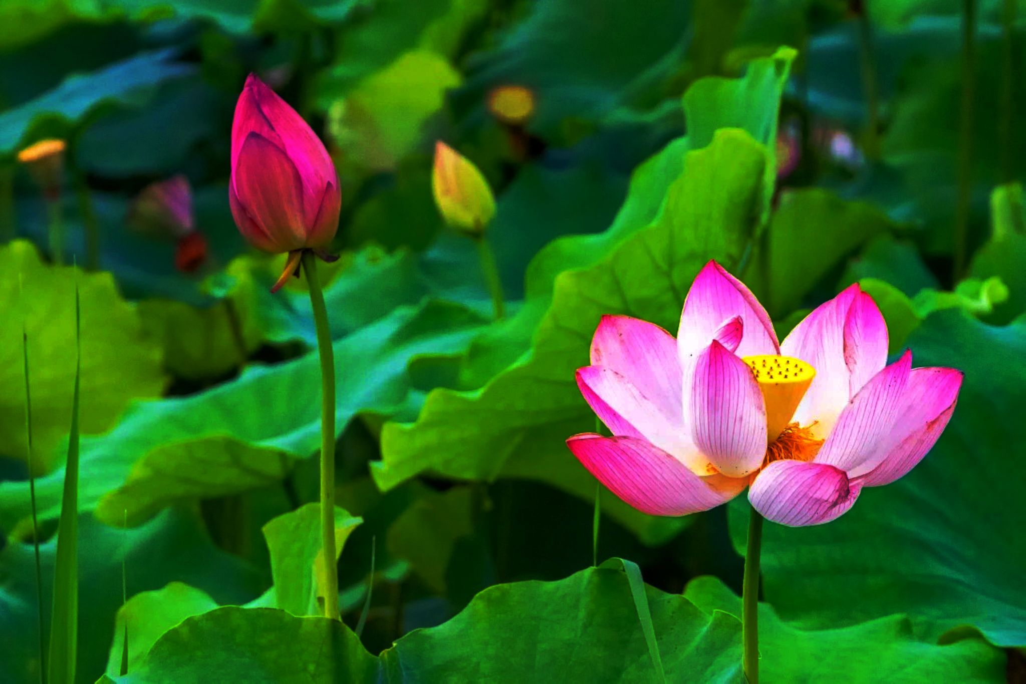 「诗画四季」夏荷，一池荷花映日月