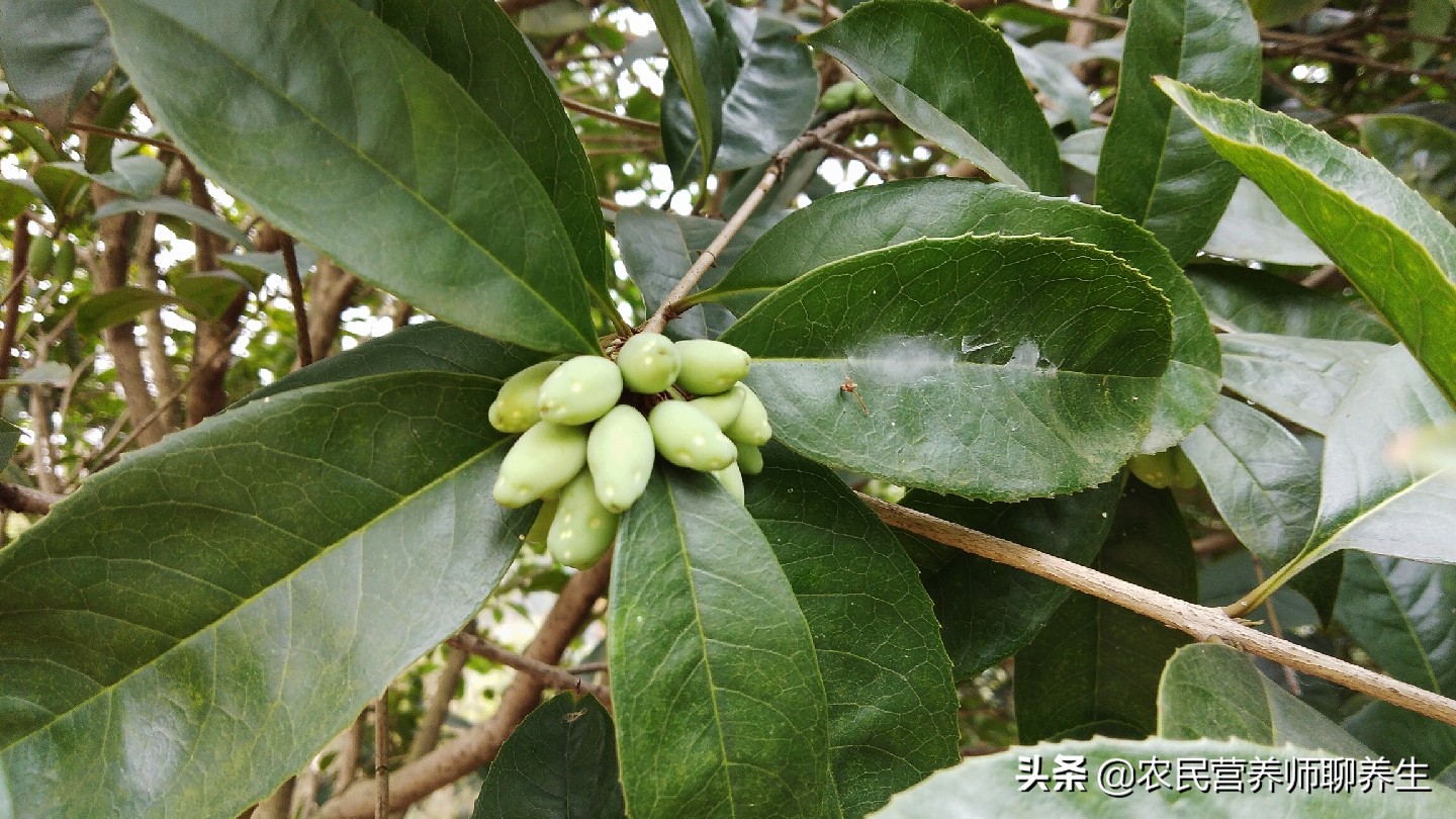 桂花树的果实怎么食用（桂花果泡酒有妙用）