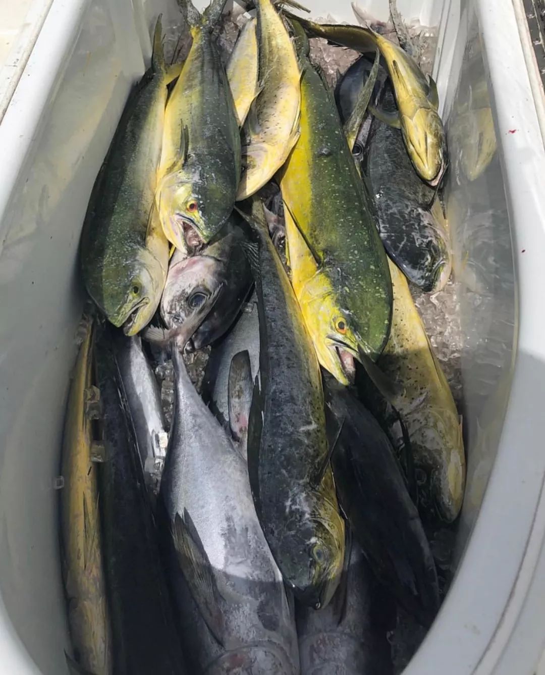 老年人特大龟头图片(海错图爱情笔记) - 赤虎壹号