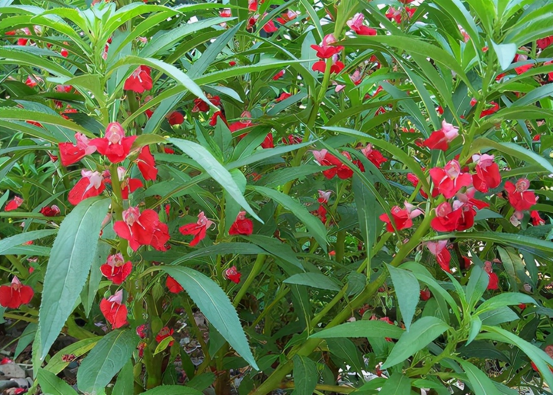 可以染指甲的植物有哪些(染指甲的花叫什么名字)