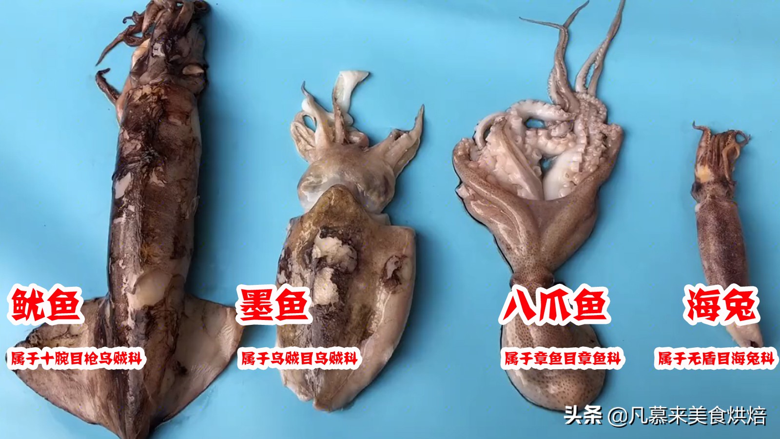 海兔和鱿鱼的区别（海鲜的区别以及不同吃法）