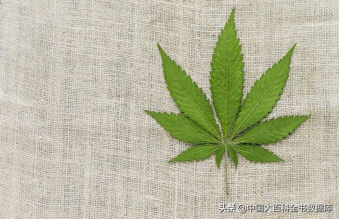 蕉麻纤维是什么东西（葛和麻中国早期平民衣物的主要原料）