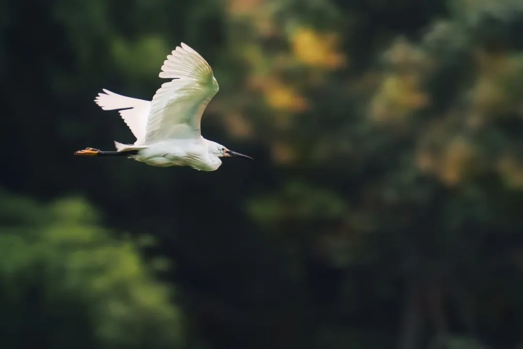 100句人生诗词，繁华过处皆云烟，淡淡人生静静过