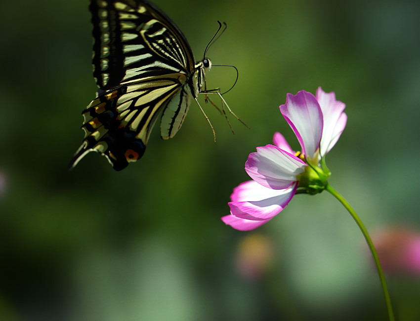 欧阳修蝶恋花 蝶恋花欧阳修原文-游趣网