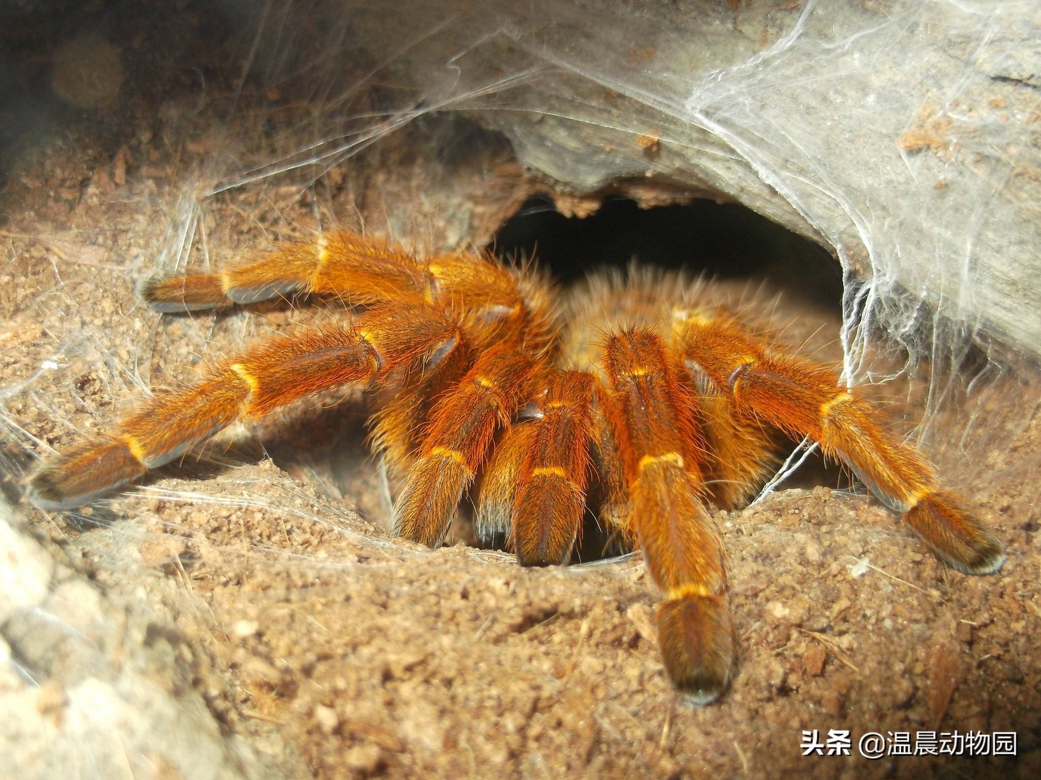 家里常见蜘蛛种类图片及名称(家里常见虫子图片及名称)-第3张图片-科
