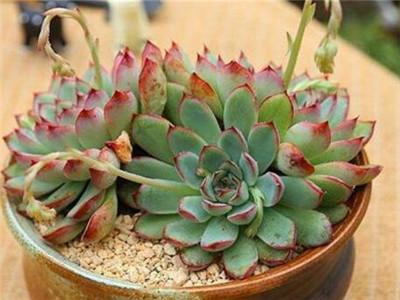 多肉植物花月夜怎么养 佳辰