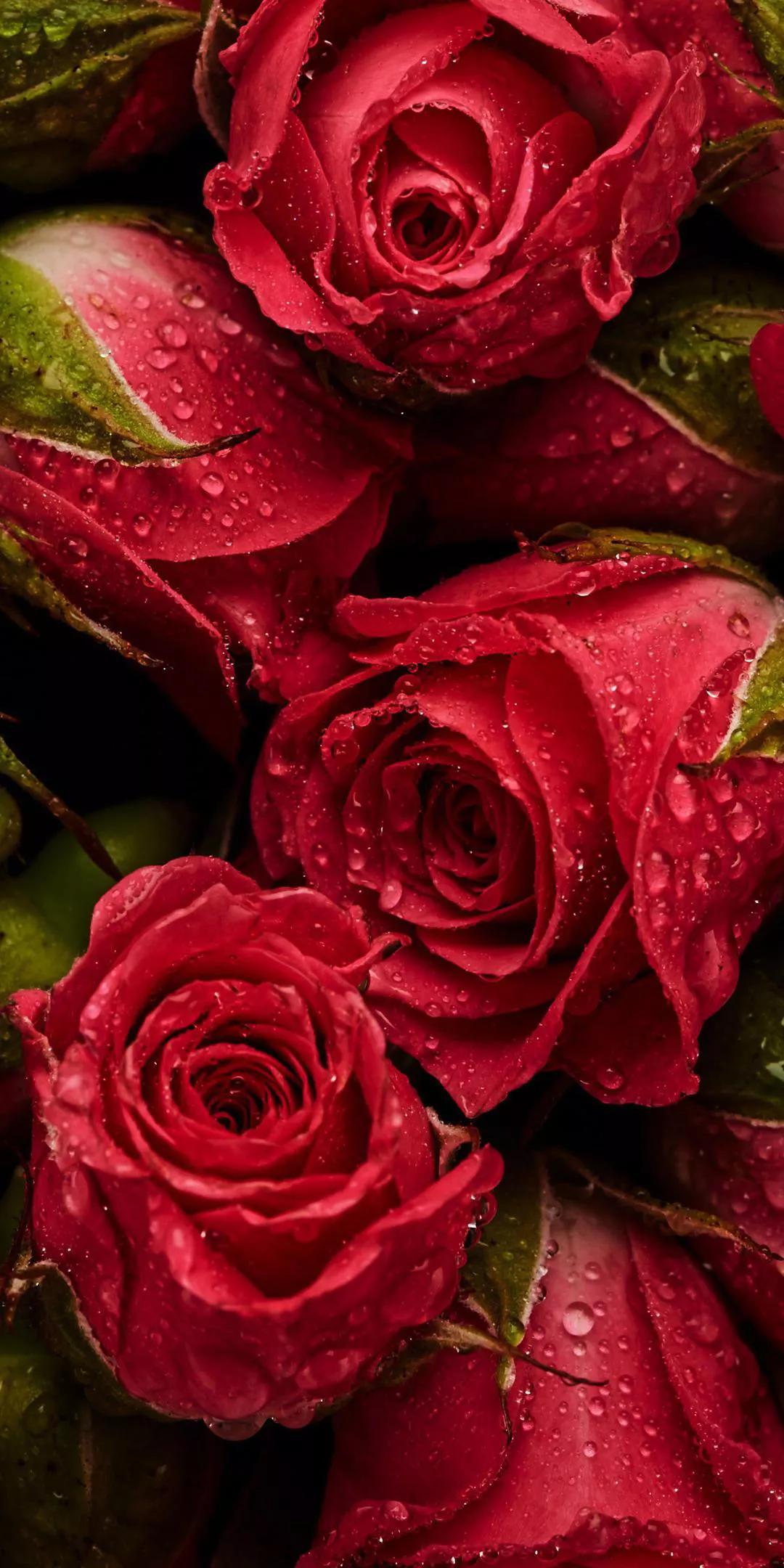 粉色玫瑰的花语(粉色的玫瑰花代表)-万川快讯