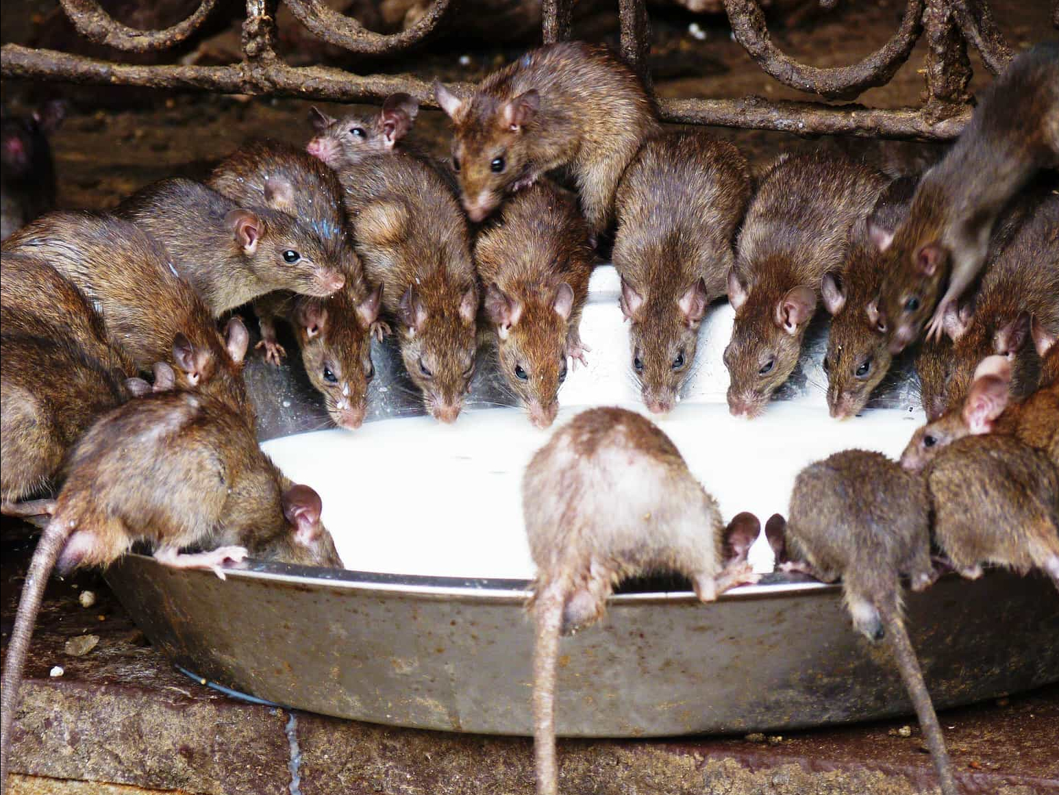 野生动物感染新冠，千万只水貂遭捕杀，老鼠或将制造更大危机