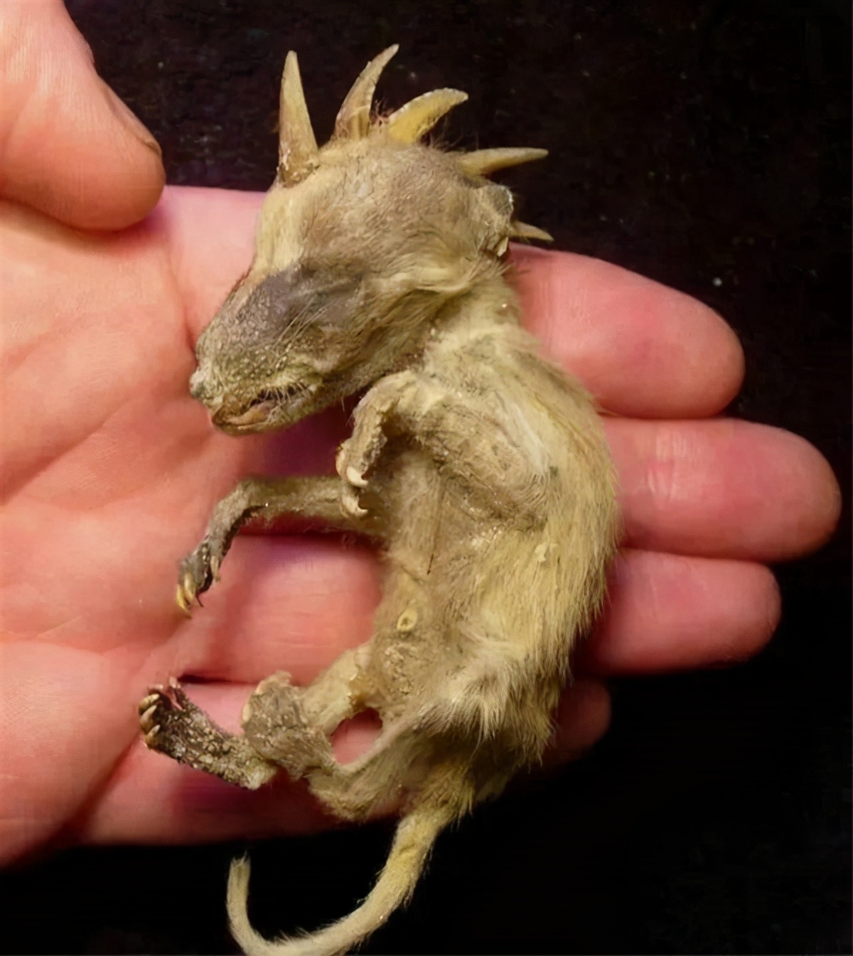 美洲最神秘的吸血怪兽,看起来像狗,是变异动物还是新物种?