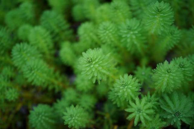 水生植物有哪些分类