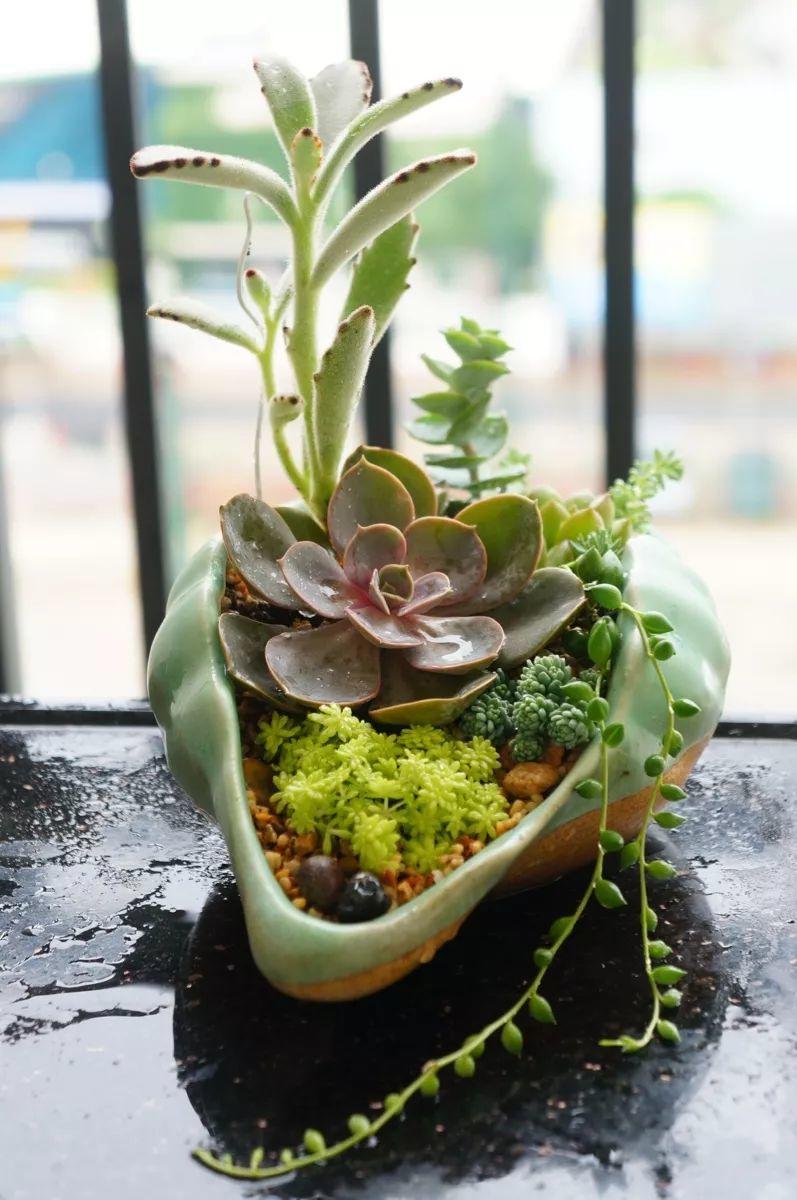 海螺图片大全(吃剩的"海螺壳"不要扔,凿个孔种上多肉,好看又实用)