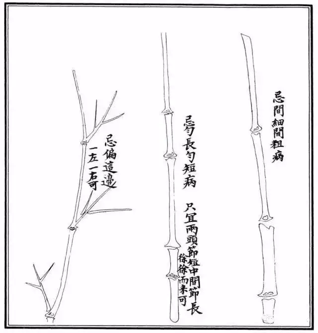 不会画竹子?教你最常见竹子画法,简单易学,快收藏起来临摹学习
