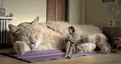 最易饲养的猫咪品种推荐排行榜