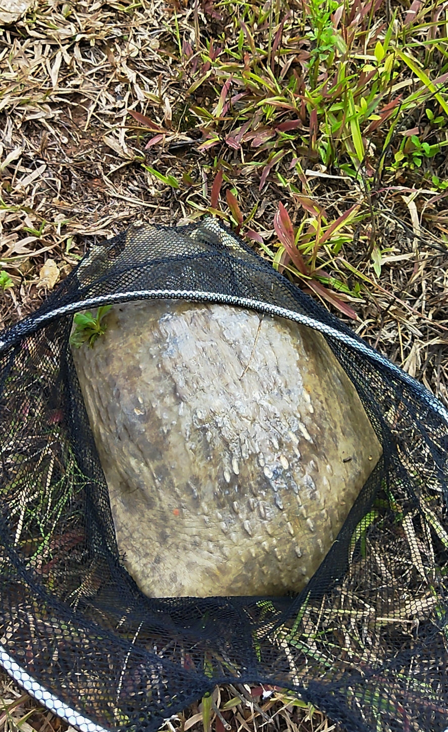 广西甲鱼批发市场在哪里(邕江里还有这么大的甲鱼？南宁钓友钓起“大鳖”，网友：建议放生)