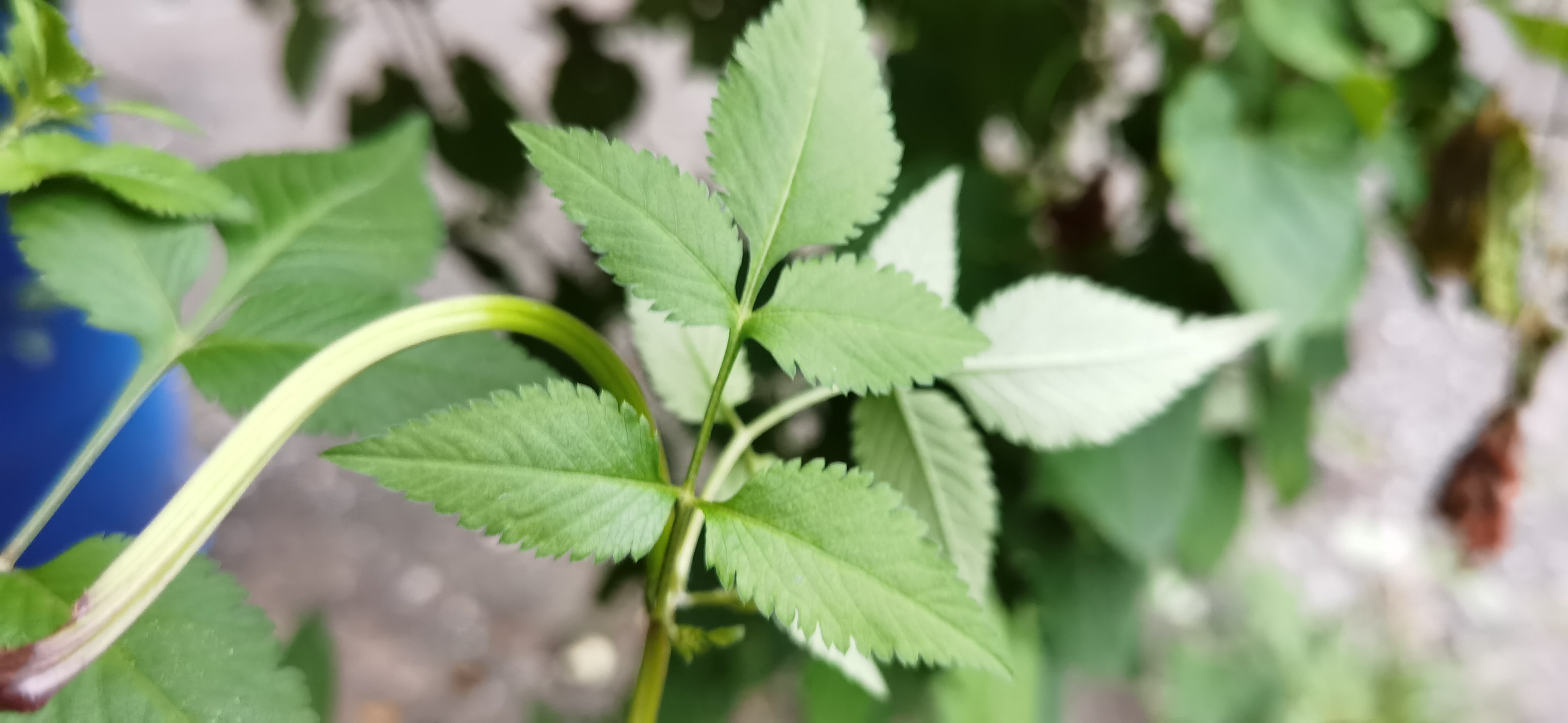 鬼针草属植物,一年生草本,茎直立,钝四棱形,顶端芒刺3-4枚,具倒刺毛