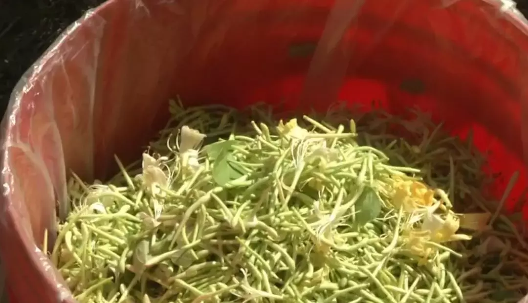 种什么花花香扑鼻还能入药?一年出一季,一季收3茬,每斤卖到80块!