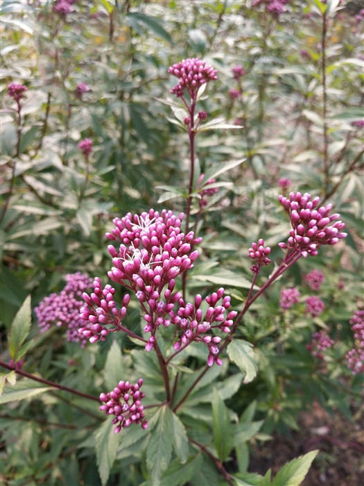 泽兰图片(佩兰) - 赤虎壹号