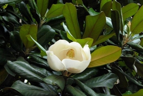 七言《咏广玉兰》：谁道孤芳自高冷，幽香随风散入怀。