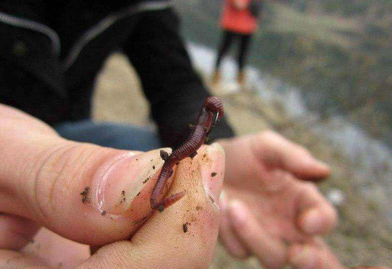 黑蚯蚓的养殖方法(蚯蚓钓鱼使用小技巧，让钓鱼爱好者少走弯路)