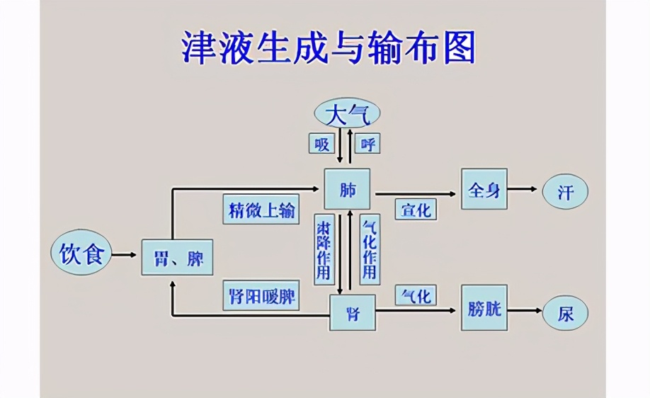 半夏厚朴汤，用于咽部总有异物感；医生说：水饮代谢关注三个脏腑