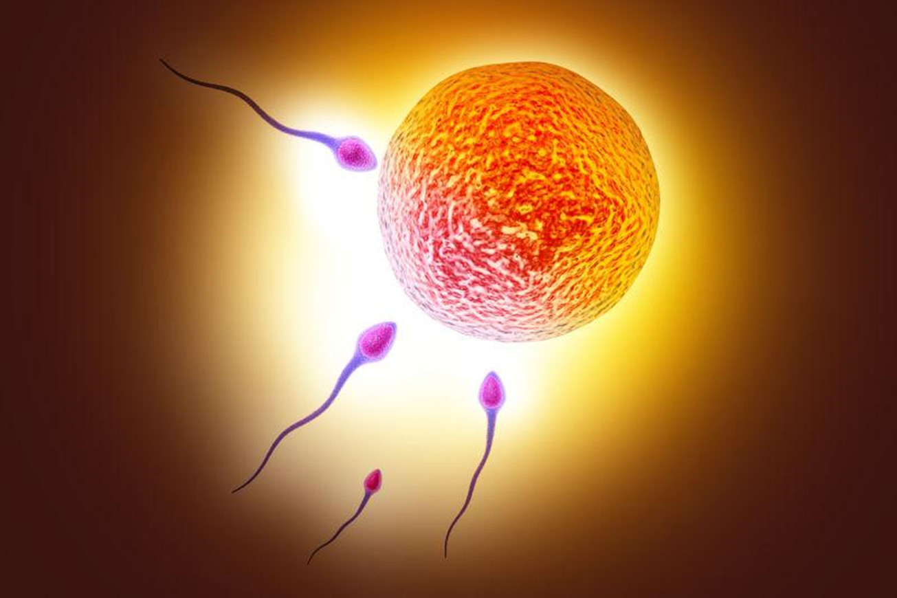 當人類精子與卵子成功結合時，會釋放“鋅焰火”來慶祝，咋回事？