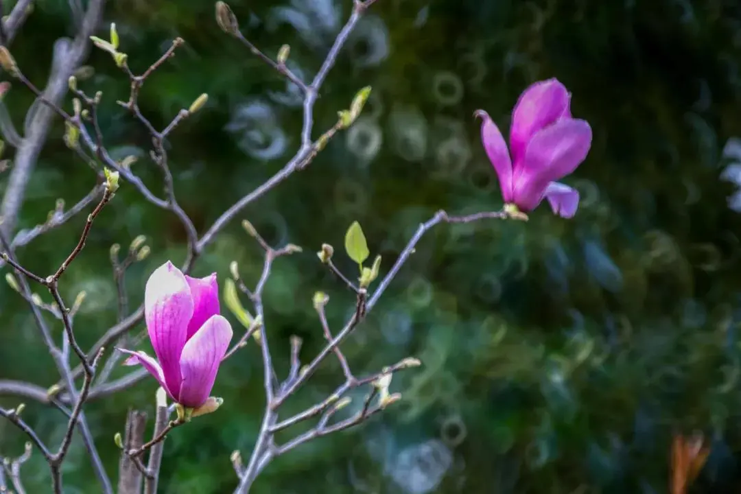 国家级一流！厉害了我的云南农大