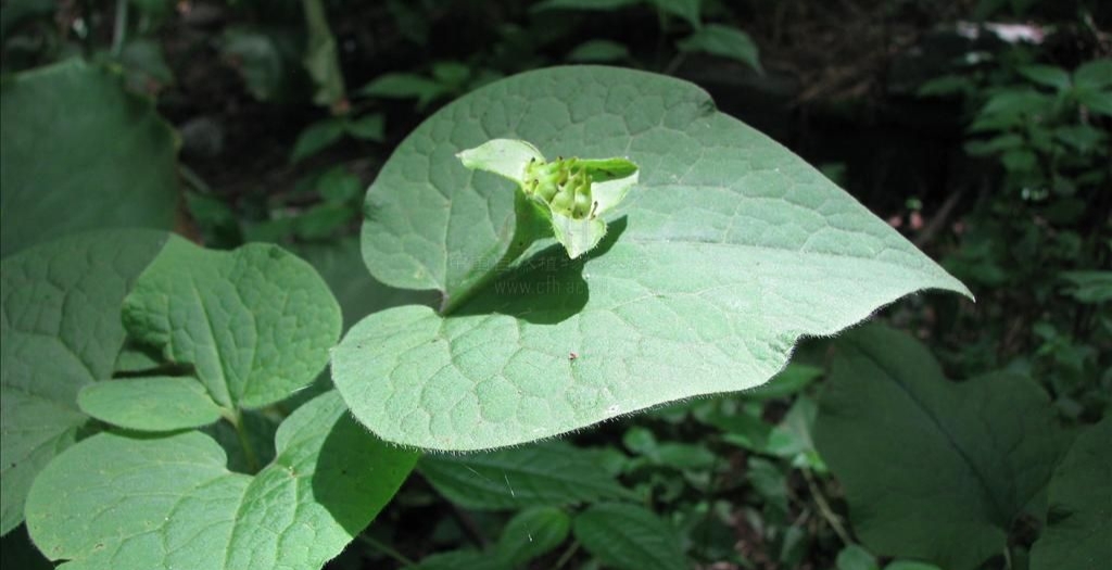 马蹄香 做法(马蹄香怎么吃功效又好又方便) - 美食网