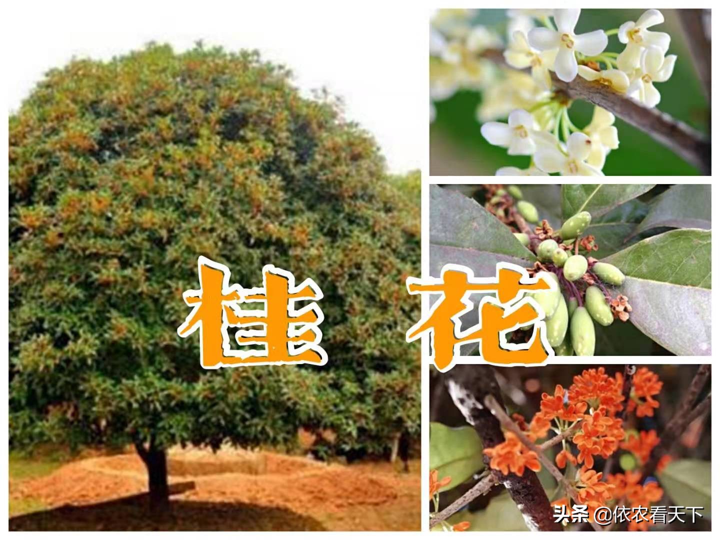 桂花,肉桂和月桂,完全不同的三种树,了解区别莫要认错和用错