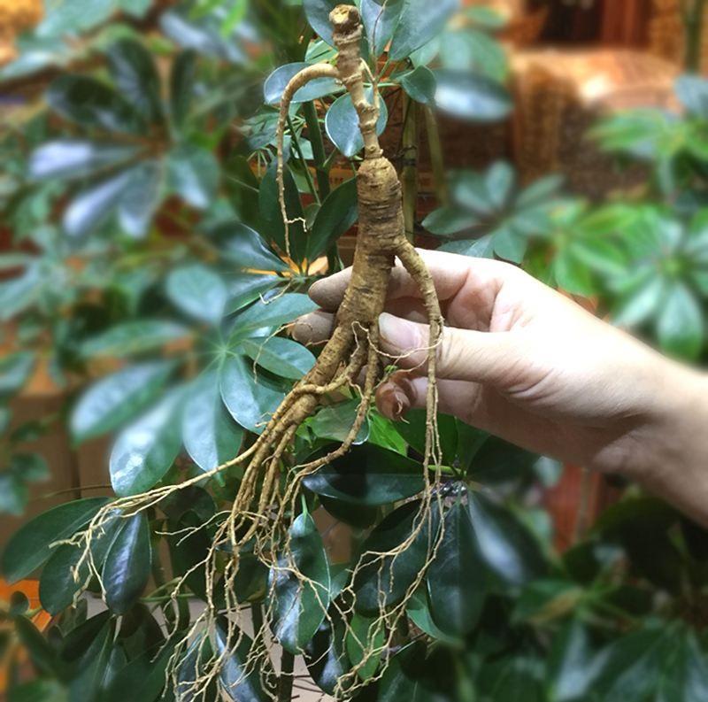 山上有3种稀有的草药，没经验的人难发现，数量稀有价值高