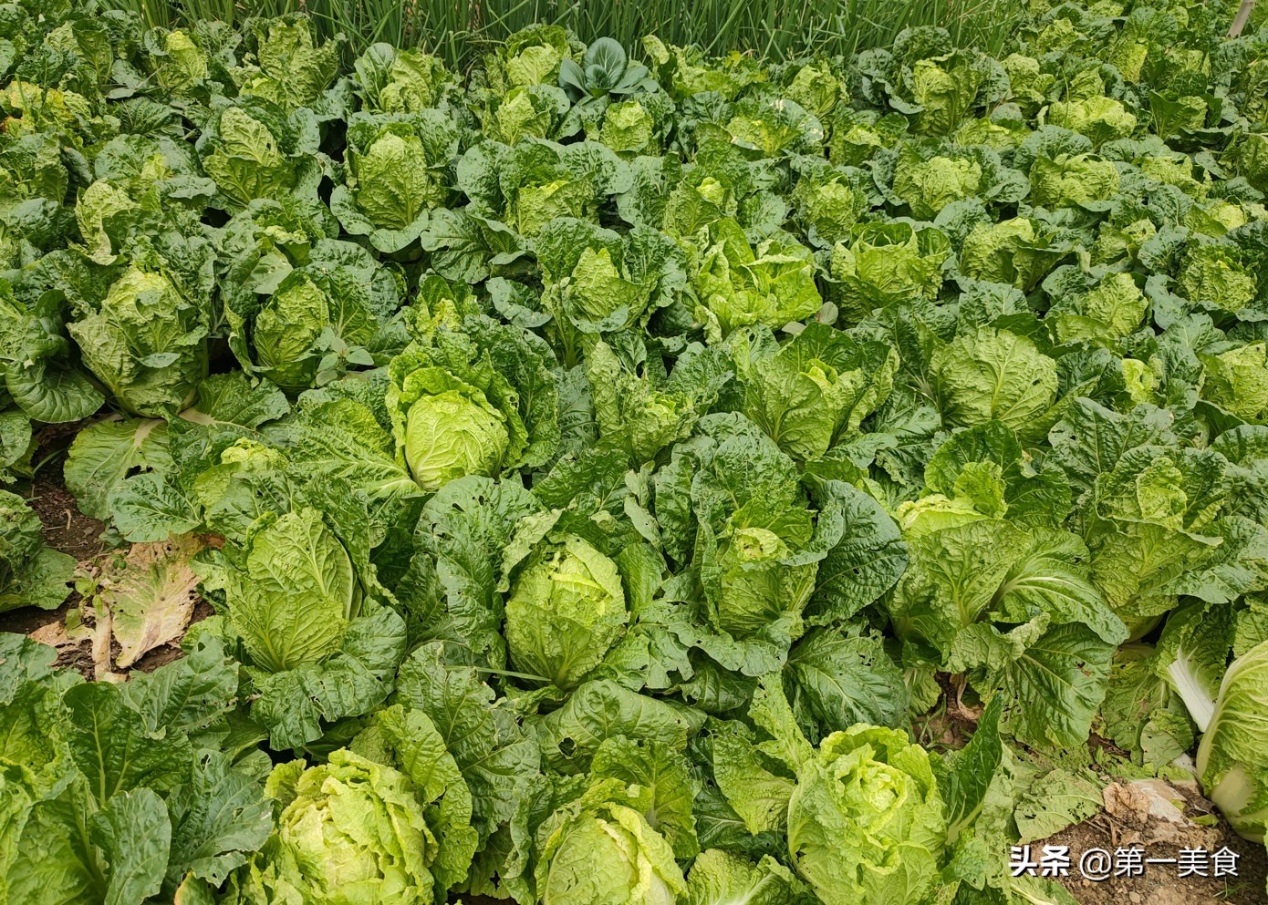 白菜的做法,白菜的做法大全家常菜做法