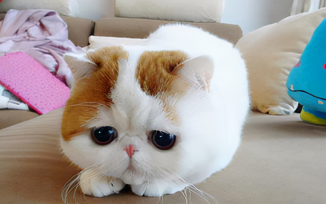 家里“有矿”，才敢养这5种猫，真的很“烧钱”