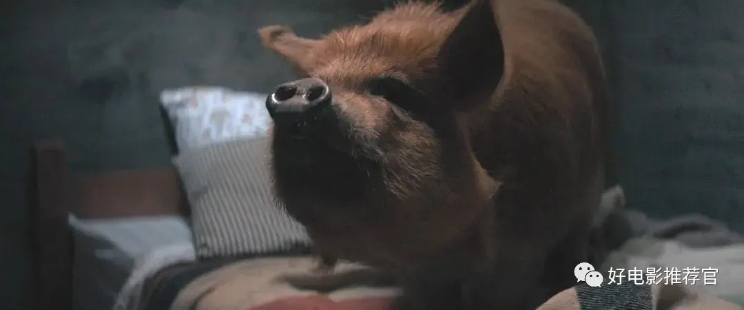 电影《猪》：食物关乎记忆，人们在味蕾的帮助下获取和解与救赎