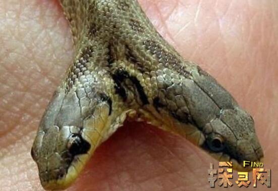 五頭蛇是真的嗎,五頭蛇是真的嗎?