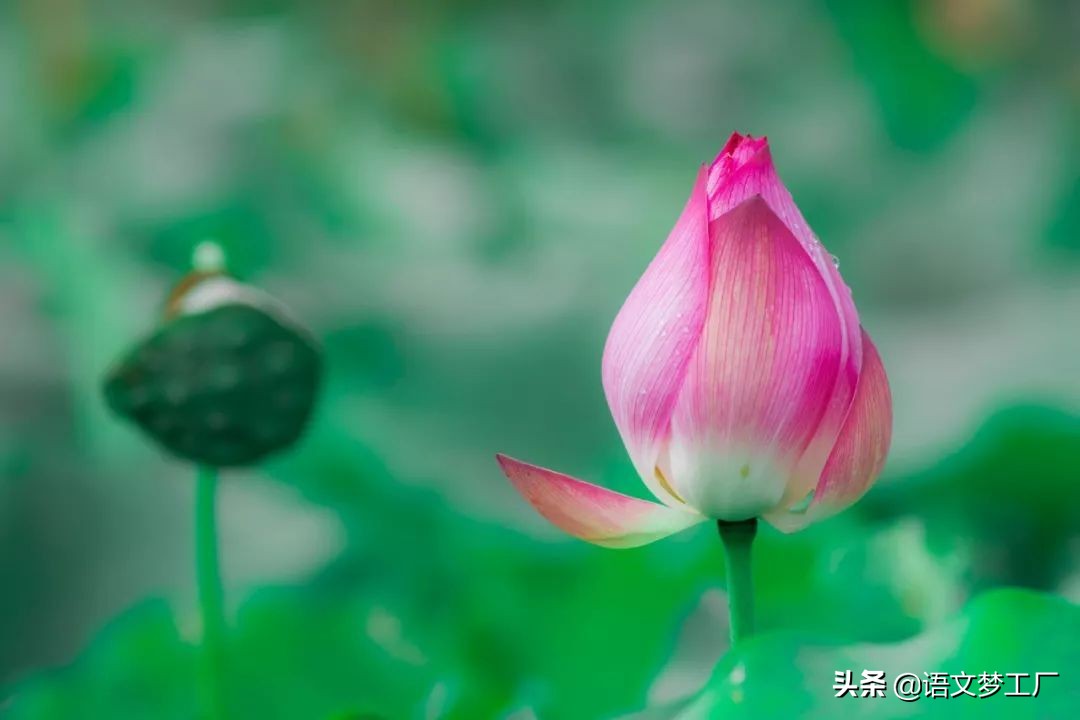 十首写夏雨的诗词，给你带来夏日的凉爽，更带来别样的美丽