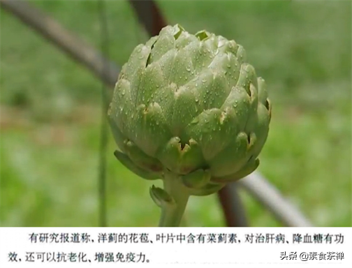 朝鲜蓟的功效与作用(洋蓟) - 行就行