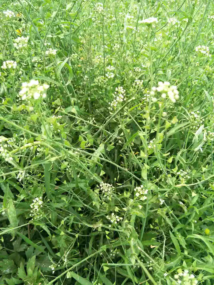 孩子让我给她摘一把图片中的小白花,我跑过去一看,这不是地米菜吗?