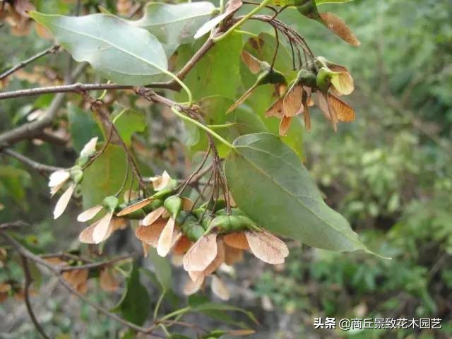 常绿乔木有哪些（70多种常用常绿乔木图例宝典）