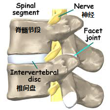 腰椎疾病、腰椎间盘突出你想知道的事全集！