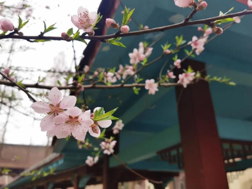 高清大图惊艳来袭！江苏这些“校花”神仙颜值，你Pick哪一个