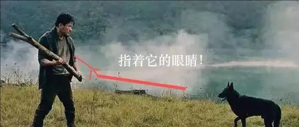 路上遇到恶狗咬人怎么办？打狗头可以自救吗？它的弱点在哪里？