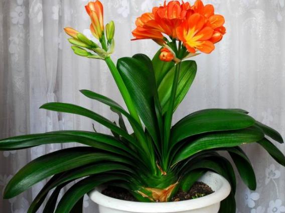 旧筷子、吸管不要扔,插到花盆土里,对植物根好处多多