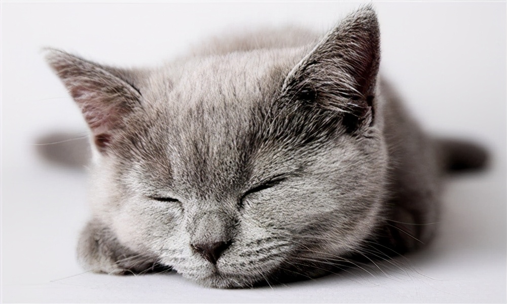 猫咪拉稀怎么解决？