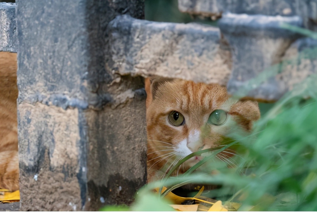 高清大图惊艳来袭！或许，“她”就是南京大学最美校花！